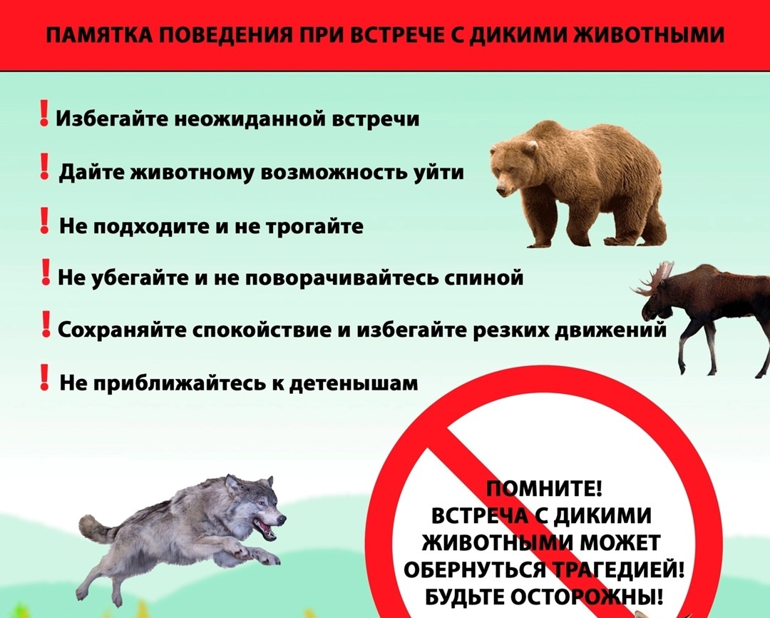 Правила поведения при встрече с дикими животными.